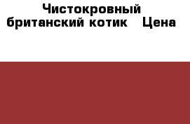 Чистокровный британский котик › Цена ­ 12 000 - Ленинградская обл., Санкт-Петербург г. Животные и растения » Кошки   . Ленинградская обл.,Санкт-Петербург г.